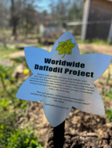 world wide daffodil project